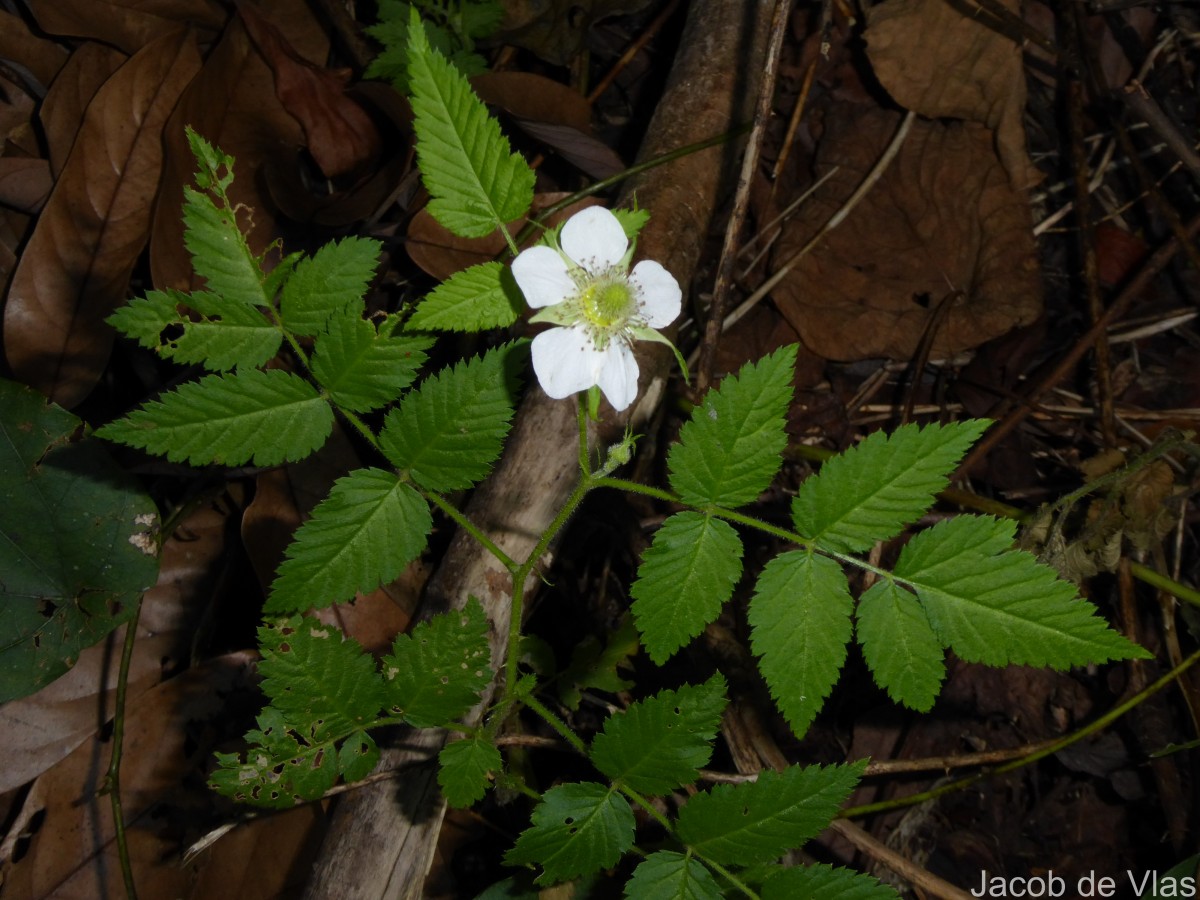 Rubus rosifolius Sm.
